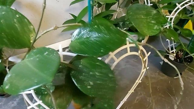 Хойи в моей коллекции. Часть 1