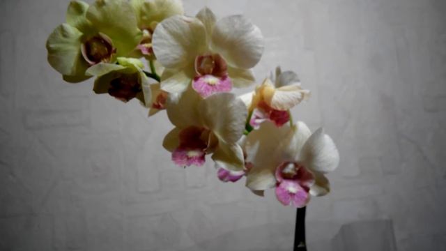 Дендробиум- Фаленопсис смотреть онлайн