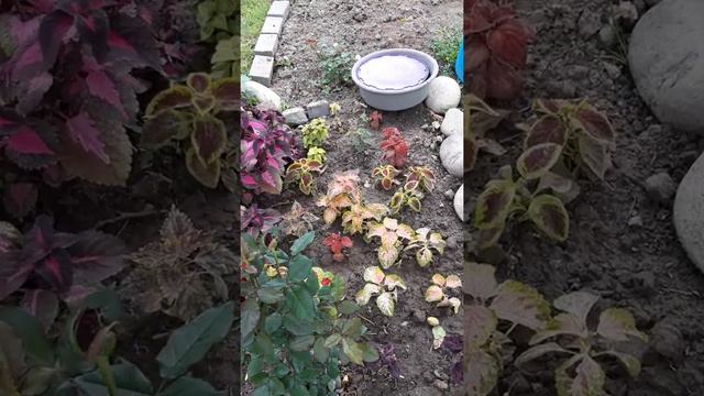 Мой сад и всё что в нем смотреть онлайн