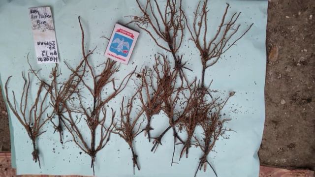 надежда рассадка 27 02 22г смотреть онлайн