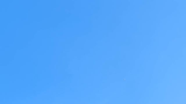 Сапсан птица умная всегда там где голуби.Peregrine falcon bird is always smart where the pigeons ar смотреть онлайн