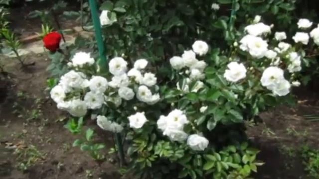 128. РОЗЫ. ( июнь 2017г)  Релаксация.