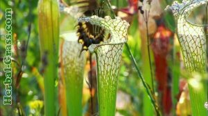 Саррацения пурпурная - плотоядное растение хищник