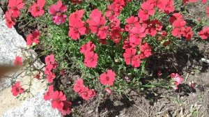 Немезия однолетняя на клумбе.