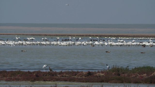 2019 Mongolia 09 Uvs Bayan nuur Nariyn gol Uvs nuur Ulaangom Birds смотреть онлайн