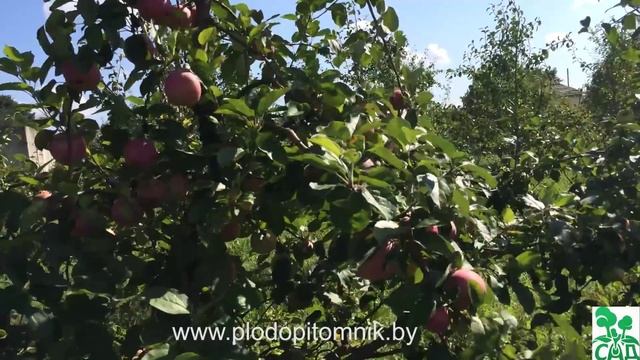 ? Яблоня сорт Слава победителям ? смотреть онлайн