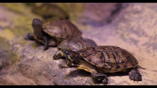 Cute Animals 4K Video ( 2160 X 3840 ).webm