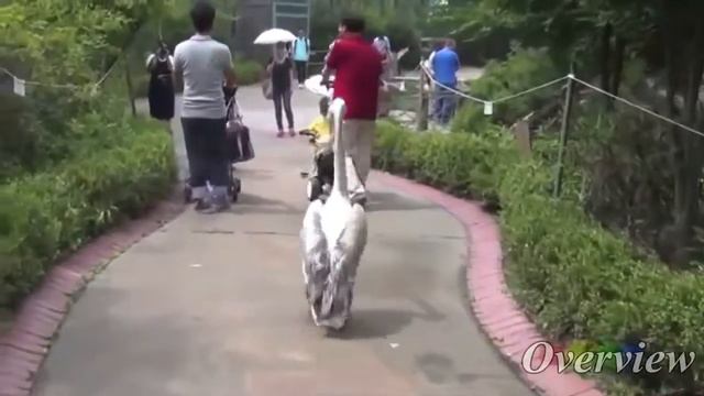 Lustige Videos Deutsch 2014 Подборка лучших ПРИКОЛОВ 2014 Epic Fail Win Compilation 201442 смотреть онлайн