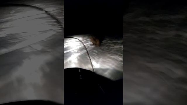 Охота #Кабан. #Догнали кабана.# смотреть онлайн