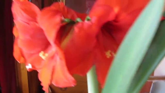 Happy Amaryllis смотреть онлайн