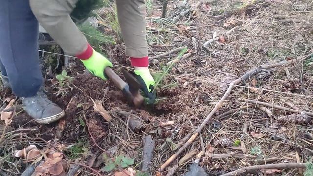 як правильно посадити дерево ? в Чехії смотреть онлайн