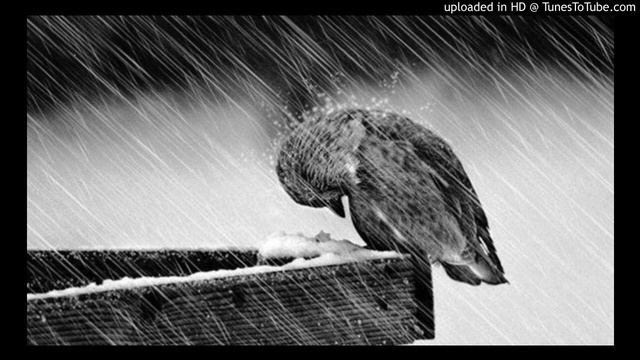 safar song reza смотреть онлайн