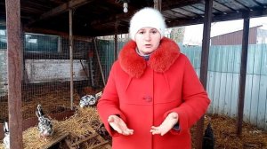 Почему в куриных яйцах кровь. Причины и следствия.