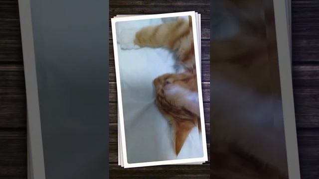 Коты такие милые😻🤗🤗🤗 смотреть онлайн