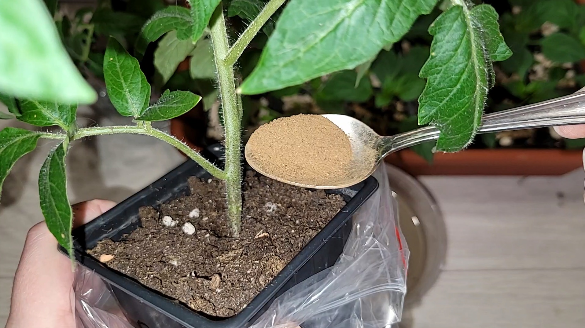 Рассаду не узнать от отой дешевой подкормки, коренастая и стволик жирнеет на глазах смотреть онлайн