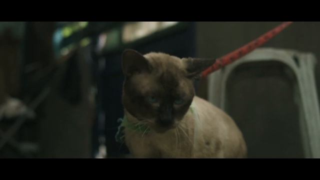 NIKON D3400 VIDEO TEST PRORES 422 смотреть онлайн