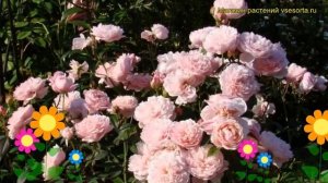 Роза английская кустовая Зэ Аник Роуз. Краткий обзор, описание характеристик The Alnwick Rose