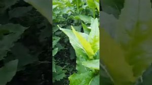 Сильфия пронзеннолистная: Методика выращивания