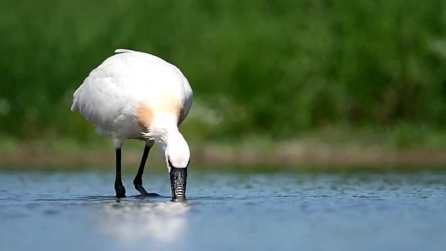 Колпица Phatalea minor смотреть онлайн