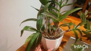 Дендрофаленопсис Sa- Nook. Всё об уходе и содержании.