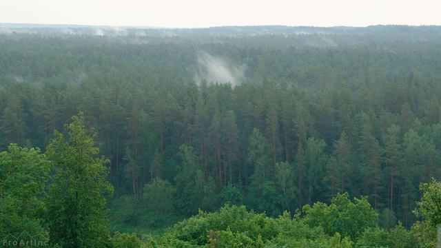 8 HOURS of Incredibly Calming Sound of Rain and Birds Chirping in the Forest (4K UltraHD) смотреть онлайн