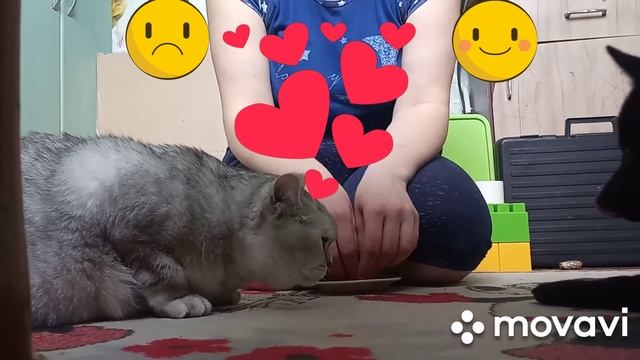 Как я знакомила кошку и собаку друг с другом. #шиппекеКира #кошкассобакой смотреть онлайн