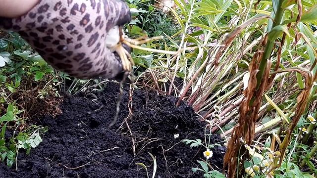 Лилии осенью. Пересадка и размножение луковицами смотреть онлайн
