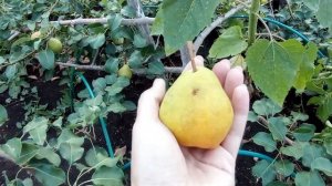 #груша#хороший_сорт_груши Груша прекрасного сорта!Название в конце видео!