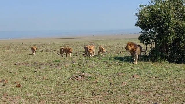 Male lions getting intolerant of their sons смотреть онлайн