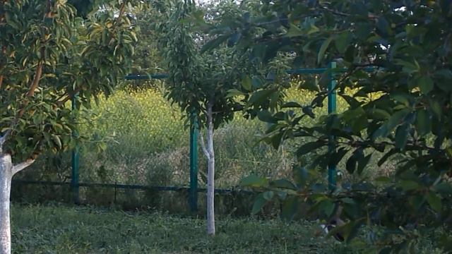 Манок на белолобого гуся