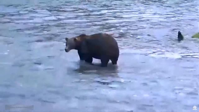 WildLife Alaska Два медведя ссорятся - рыба ушла! Two bears quarrel - fish is gone! Katmai смотреть онлайн