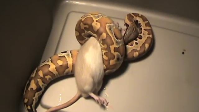 Blood Python Eats Large Rat Part 1/2 смотреть онлайн