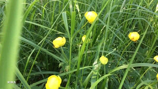 Какая Вдохновляющая МУЗЫКА и Красивые Цветущие Луга России! смотреть онлайн