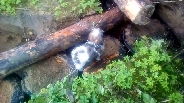 Сарай на покрышках. Что сейчас? СОБАКА прораб, ТРАКТОР Чертик, баня из ОПИЛКОБЕТОНА смотреть онлайн