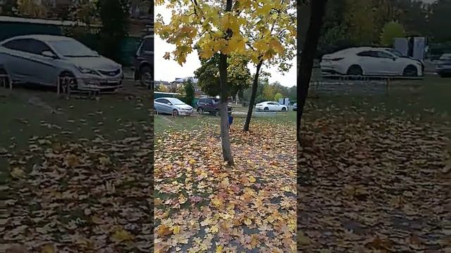 Красивые кленовые листья падают осенью с деревьев. смотреть онлайн