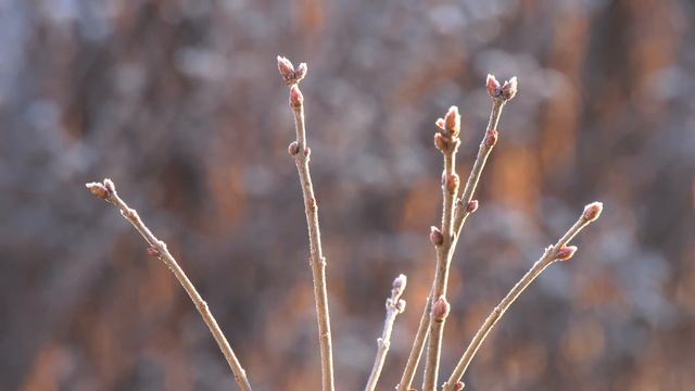 HC X1 am 15 Februar2017 Garten Graz 4K смотреть онлайн