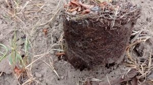 Как посадить ГОЛУБИКУ// Посадка ГОЛУБИКИ без ТОРФА