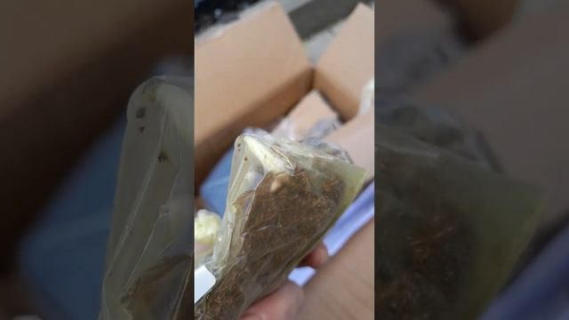 #хости розпаковка грін едем смотреть онлайн