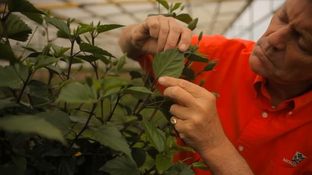 How to Overwinter a Hibiscus Tree : Garden Savvy смотреть онлайн