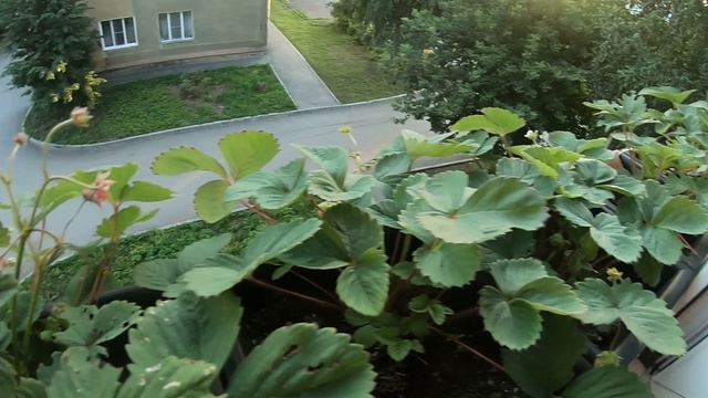 Ремонтантная клубника на подоконнике,сбор урожая. 14.08.2024 г. смотреть онлайн