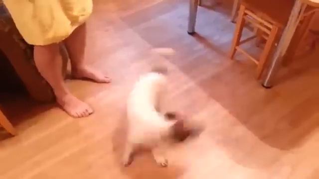 Завести Пса вот что Значит смотреть онлайн
