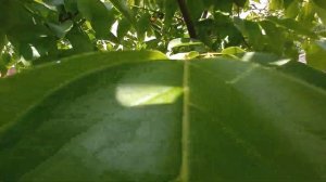 Хурма Россиянка, в нашем саду, морозостойкость #хурмароссиянка