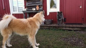 攻撃 秋田犬 (Акита-ину атакует!)