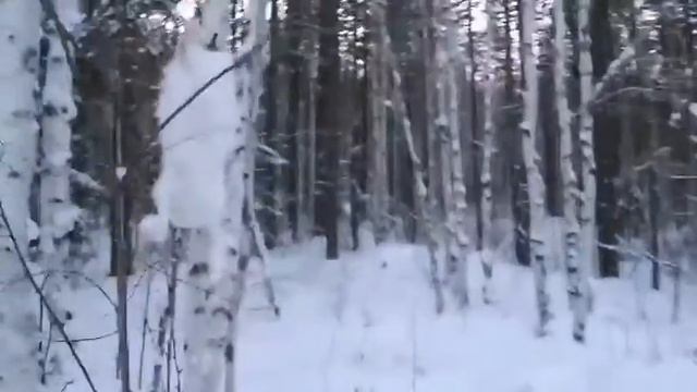 проверяю петли поставленные на зайца зимой. смотреть онлайн