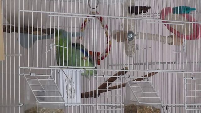 My Parrotlet, Pablo Taking A Bath