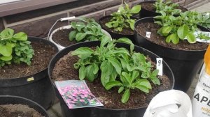 Какой объем горшка взять  для ампельной петунии ⁉️Подкормка петунии после пересадки ‼