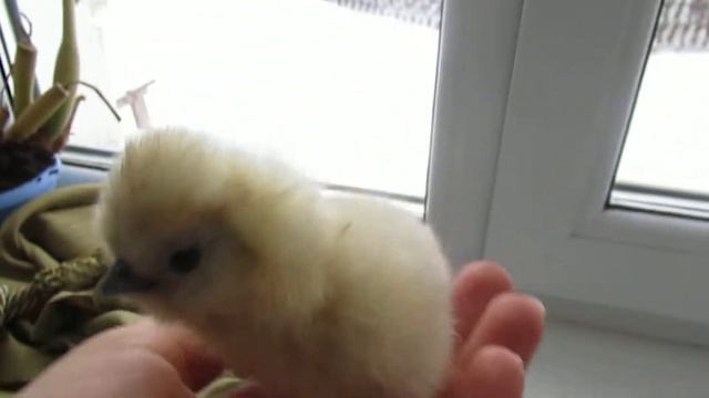 Дарьин двор. Цыплята китайские шёлковые, белые смотреть онлайн