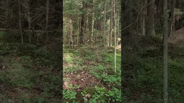 ГРИБНИК НАШЕЛ ОЧЕНЬ НЕОБЫЧНЫЕ ГРИБЫ - СЛИПШИЙСЯ ДУПЛЕТ смотреть онлайн