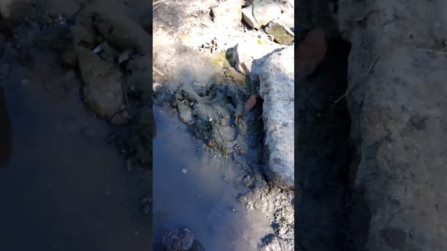 Рыбалка на судака 19.08.2023 смотреть онлайн