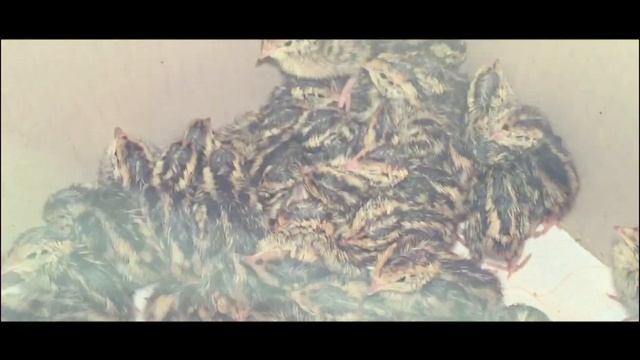 Перепелята